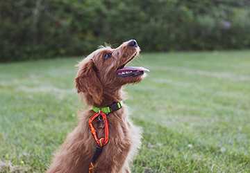 1-2. 5 Essential Positive Reinforcement Techniques for Dog Training